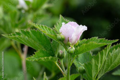 Blooming Blackberry flower against blurry background.