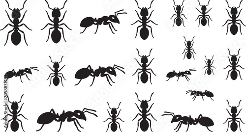 Black silhouettes of ants in various poses on white background