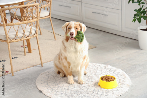 Cute Australian Shepherd do...