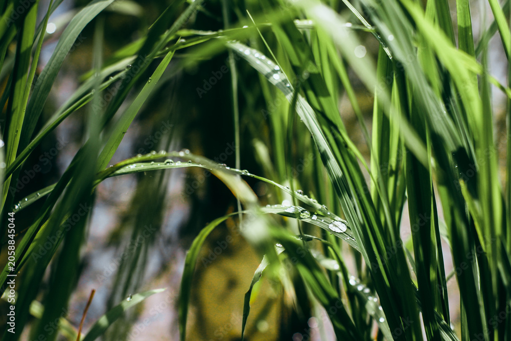 Fototapeta premium Fresh morning dew drops on green rice leaves in the field