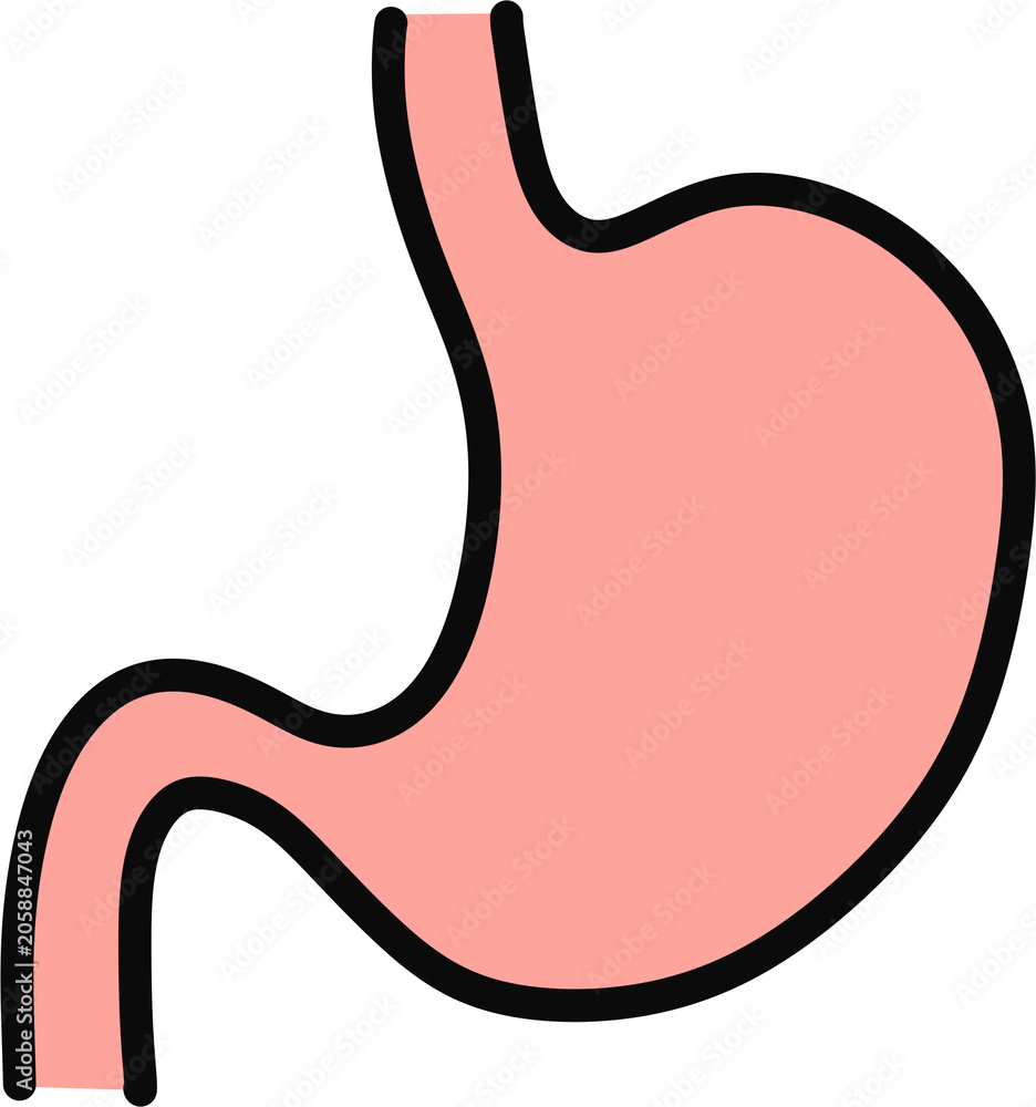 Fototapeta premium Stomach Anatomy Vector