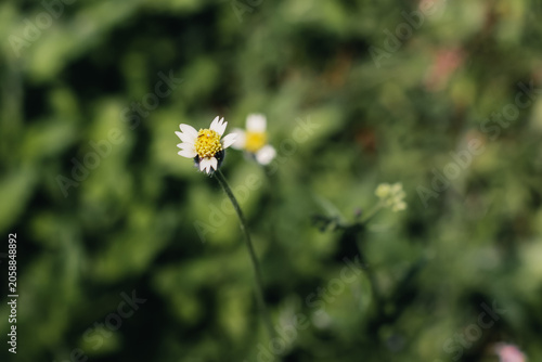 Foto Close Up of Tridax Procumbens Wild Flower on Blurred Green Background