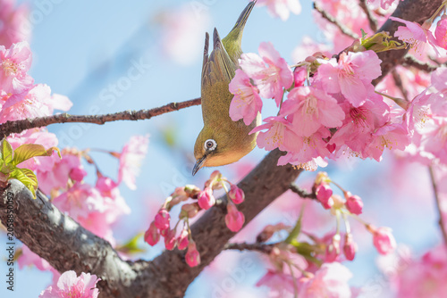 Fotografie 春を彩る河津桜とメジロ