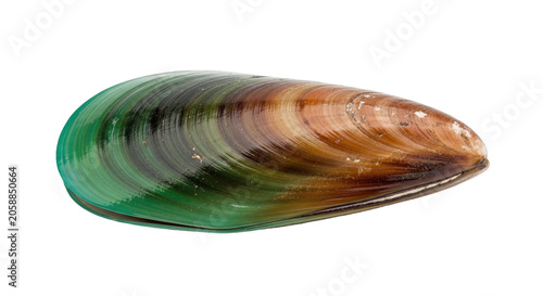 Green and brown mussel shell isolated black