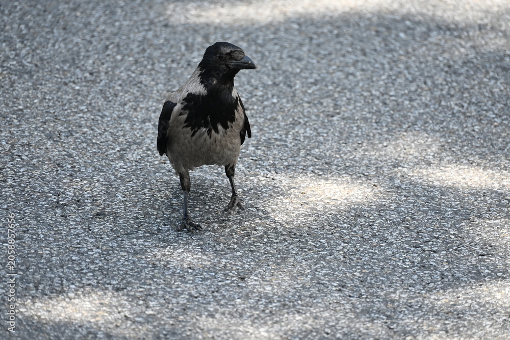 Fototapeta premium Close Up of Grey Crow on Asphalt Road