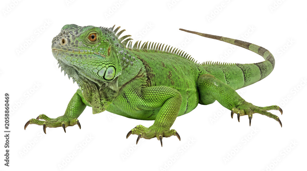 Fototapeta premium Vibrant green iguana with scaly skin, reptilian pet or exotic wildlife.
