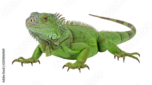 Fotografie Vibrant green iguana with scaly skin, reptilian pet or exotic wildlife