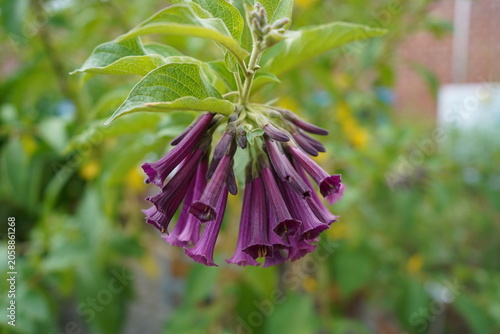Bilde på lerret This is a violet bush (Iochroma cyaneum), a plant belonging to the nightshade family