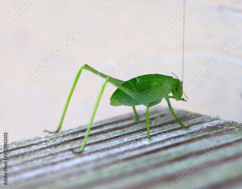 Foto A tight detailed macro image of a bright green katydid insect mimicking a leaf c