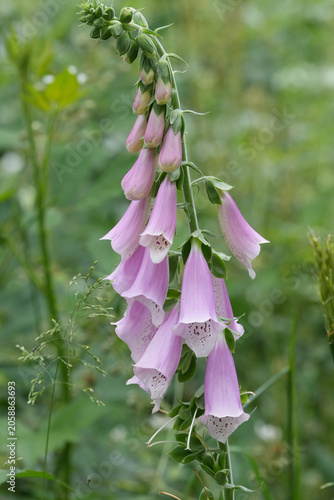 Closeup on a flowering light Purple Foxglove Digitalis purpurea in the forest
