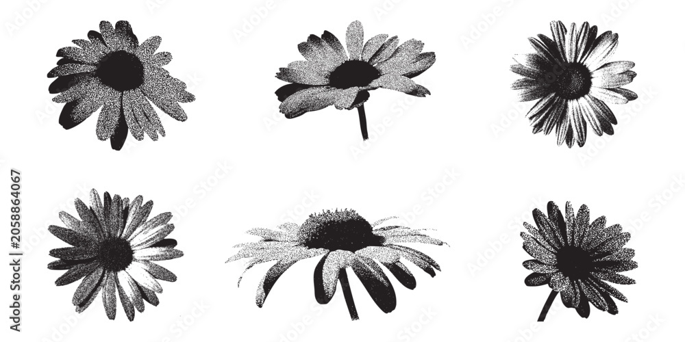 Obraz premium Daisy Flowers Stipple Illustration, Photocopy Scan Effect, Botanical Vector Art