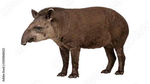 Konstfotografi A south american tapir with brown fur and white ears standing with a transparent background