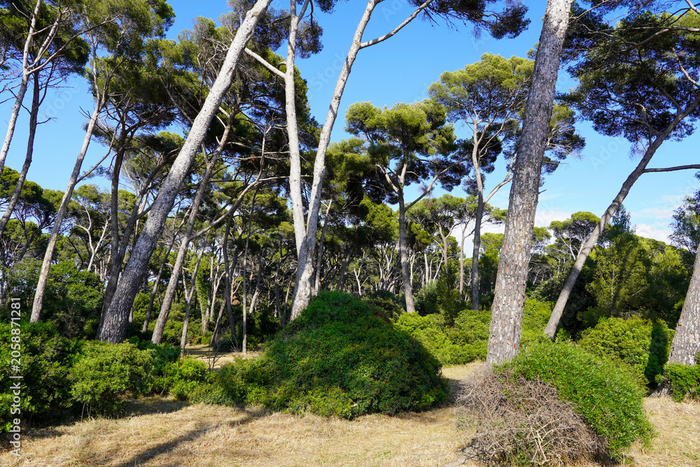 Fototapeta premium Ausblick am Plage du mont salva - Meerblick - Pinienwald - Fels der Brandung
