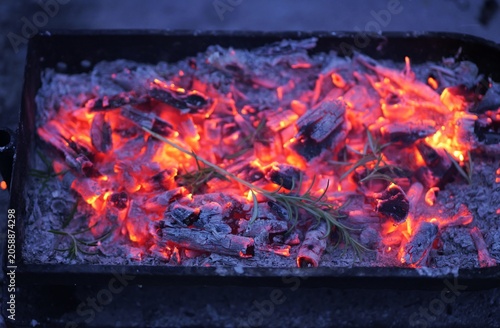 Obraz na plátně Burning charcoal embers with rosemary sprigs for cooking
