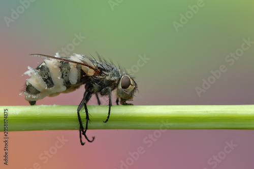 Schilderij op canvas flies infected with fungus on a stick