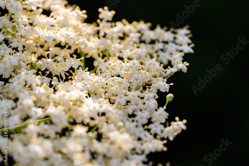 фотографія Delicate elderflowers against a backdrop of soft, sunlit bokeh.