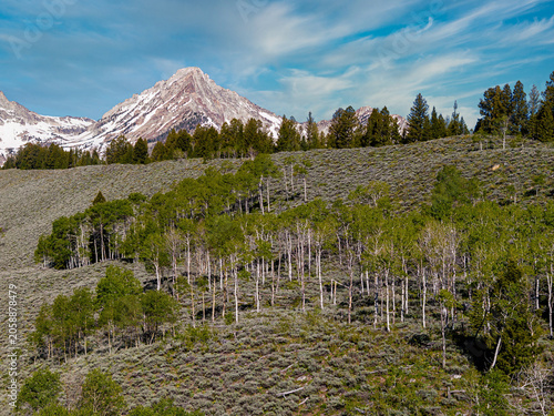 Tall Aspen trees in Idaho’s wilderness