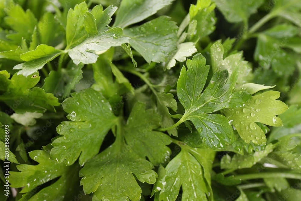 Obraz premium Fresh wet parsley as background, closeup view
