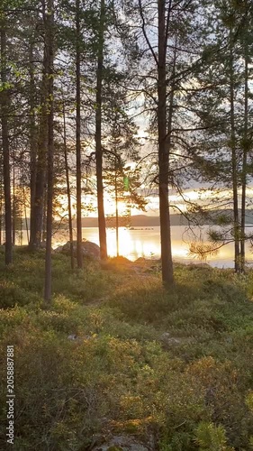 sunset over tranquil forest lake framed by pine trees in northern Finland
