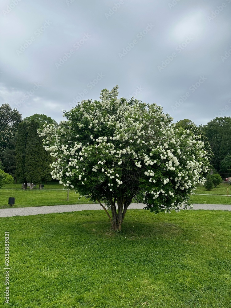 Fototapeta premium Beautiful blossoming shrub growing on green lawn in park