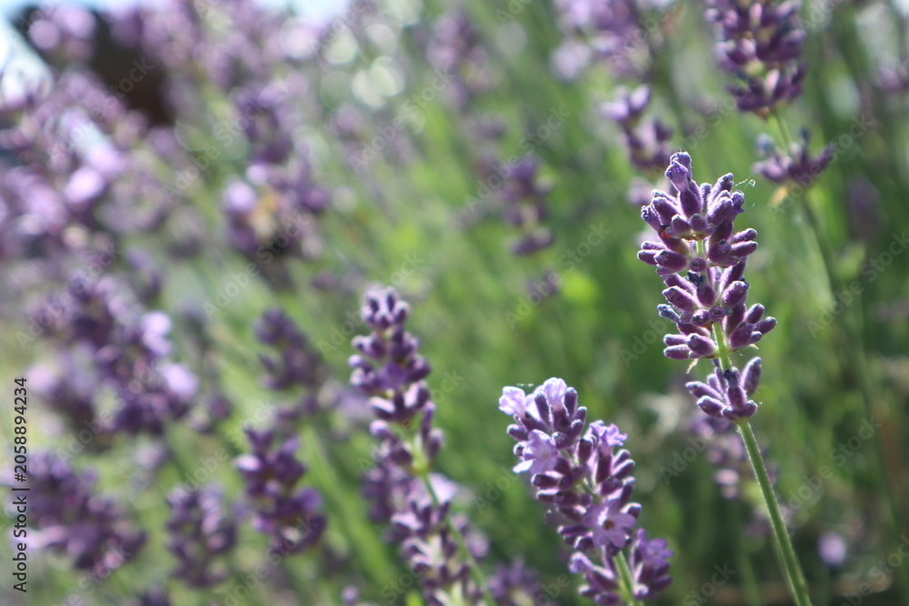 Fototapeta premium Purple blooming calming lavender