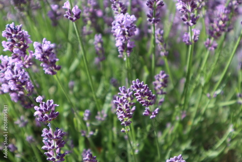 Purple blooming calming lavender