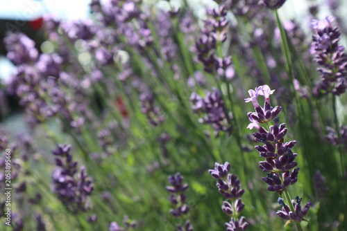Purple blooming calming lavender