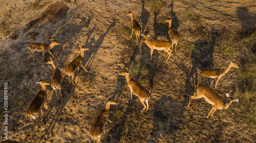 Canvas Print Herd of impalas grazing on rocky terrain