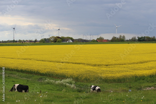 Rapsfeld in Ostfriesland