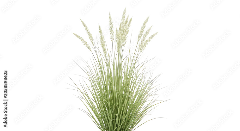 Obraz premium Tall pampas grass plumes on black tall grass