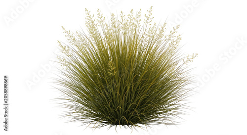 Tall ornamental grass with feathery seed heads