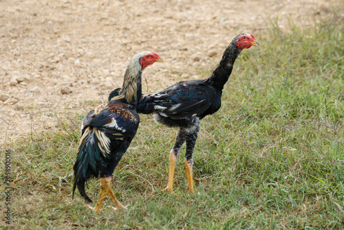 Majestic shamo rooster with erect posture and long neck standing proud on the farm