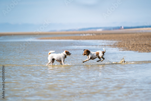 Deux chiens courent l'un vers l'autre et jouent sur la plage