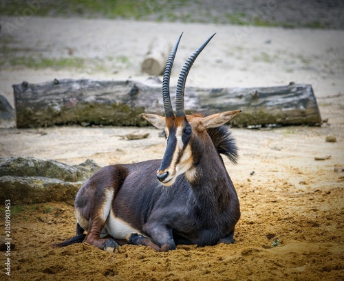 Photography Close-up photo of a roan antelope, a species that has become very rare