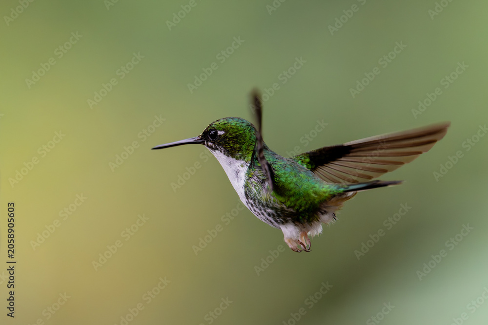 Fototapeta premium Colibri haut-de-chausses à palettes équatorien en vol stationnaire en Amérique du Sud