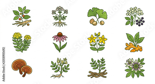Bild auf Leinwand Collection of Medicinal Herbs and Plants Illustrations.