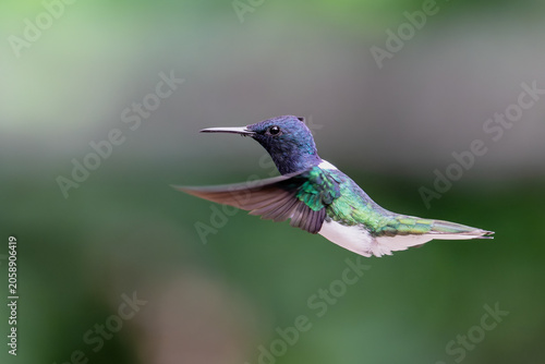 Colibri jacobin équatorien en vol stationnaire en Amérique du Sud