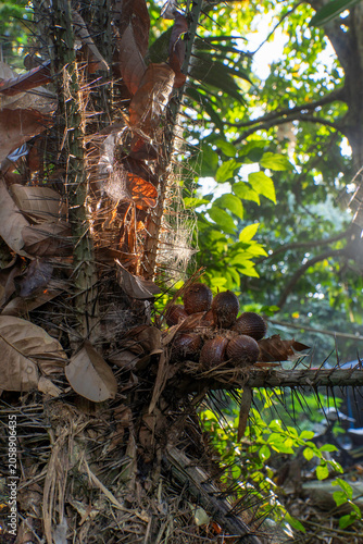 Cluster of ripe snake fruit growing on a thorny salak palm tree.