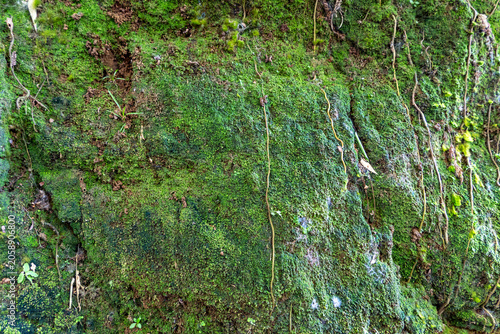 Full frame texture of vibrant green moss growing on a stone wall with small roots.