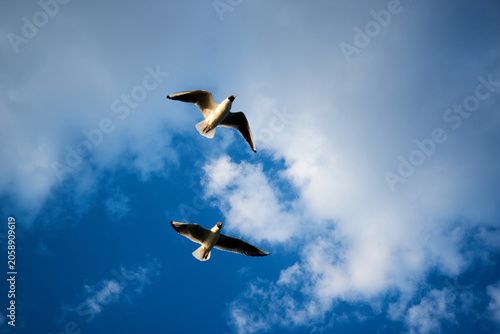 Two graceful white seagulls gliding together in a beautiful blue sky with clouds
