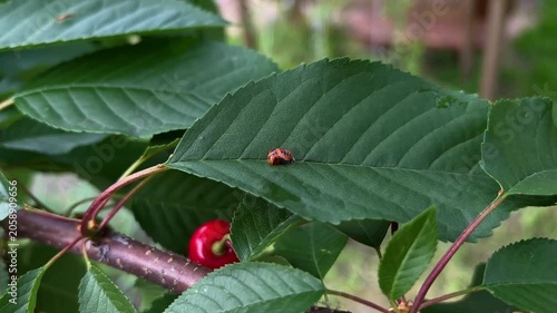  Ladybug pupa on a green leaf of a cherry tree branch