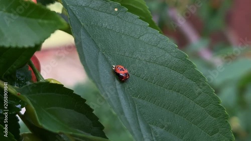 Ladybug pupa sitting on a green cherry leaf in the garden