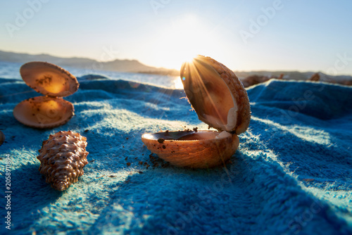 Beautiful open sea shells catching bright sun rays on a textured blue beach towel