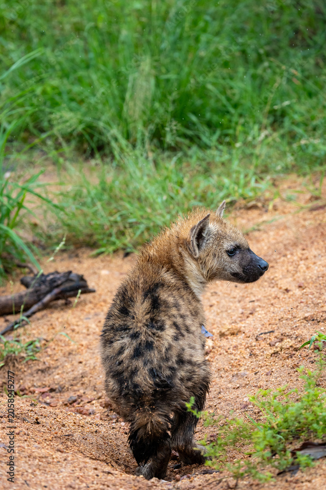 Fototapeta premium Young spotted hyena standing on sandy ground