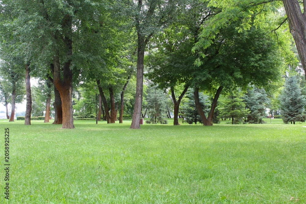 Fototapeta premium green trees in the park