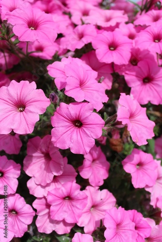 pink phlox, summer bush flowers phlox