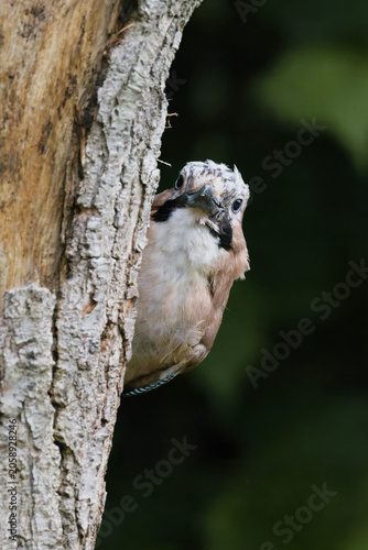 Eurasian jay, Garrulus glandarius, peeking out from behind a textured tree trunk against a dark green background.