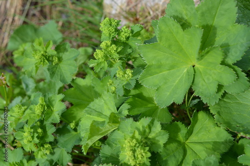 Fotografía Alchemilla mollis przywrotnik miękki zielonożółte kwiatostany zbliżenie