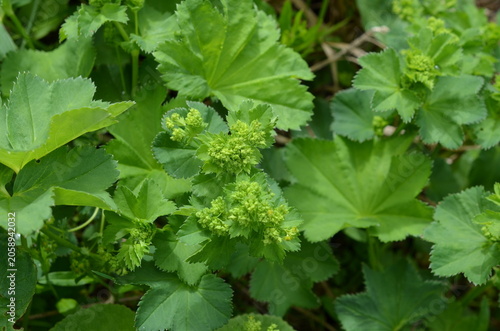 Fotografía Alchemilla mollis przywrotnik miękki zielonożółte kwiatostany zbliżenie