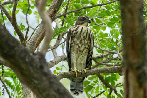 A young Shikra, bird on the tree branch in forest.Birds watcher in the jungle forest.Animal wildlife and ornithologist concept.